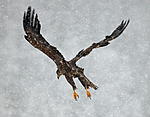 BB 09 0071 / Haliaeetus albicilla / Havørn